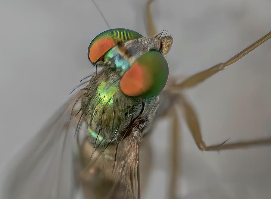 Fly hanging out during The Golden Hour Photograph by Chris Demaree ...