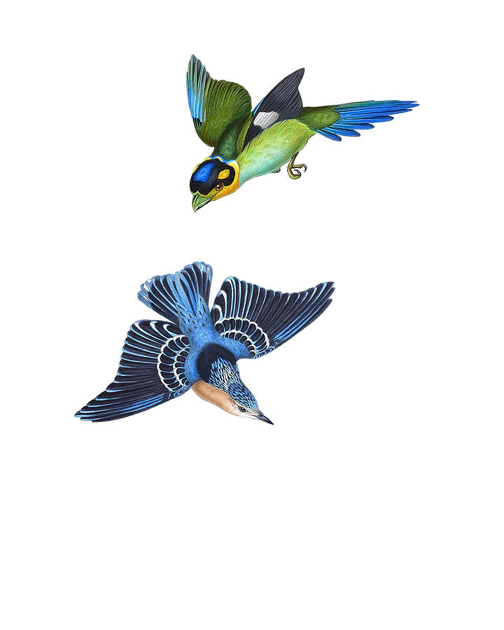 Bird Digital Art - Fly High Little Bird by Madame Memento