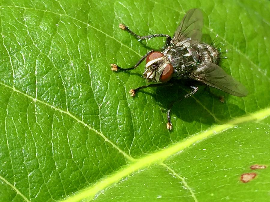 Insects Photograph - Fly by Kathy Beyer