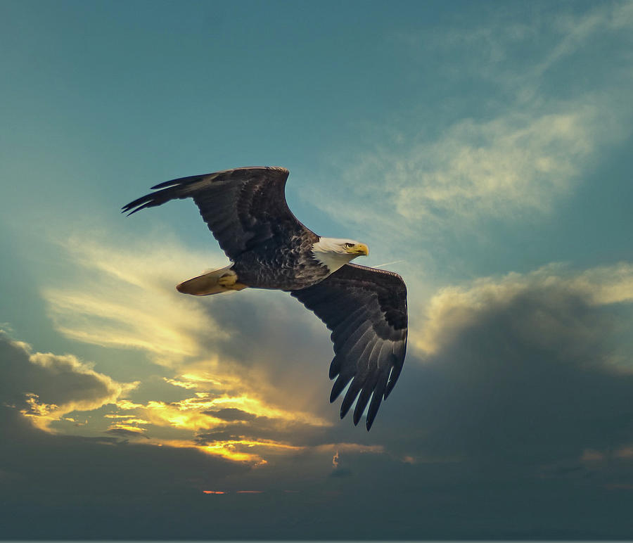 Fly Like a Eagle Photograph by John Welling | Fine Art America