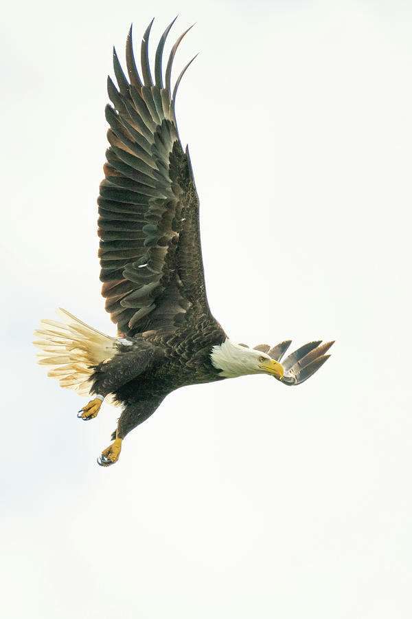 Fly Like an Eagle Photograph by Erin K Images