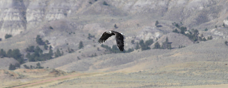 Fly Like An Eagle Photograph by Kevin McCarville - Fine Art America