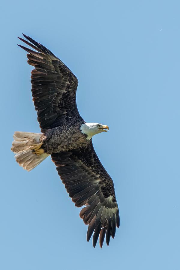 Fly Like an Eagle Photograph by Linda Shannon Morgan