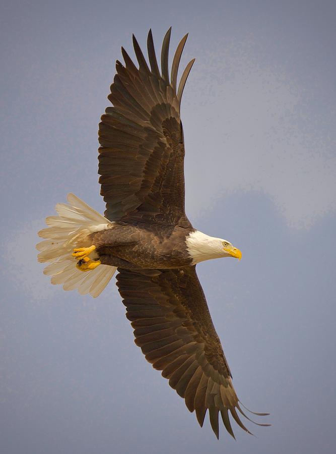 Fly Like an Eagle Photograph by Mark Koster - Pixels