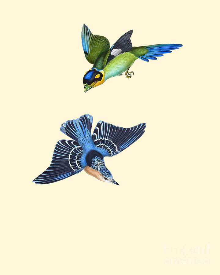 Bird Digital Art - fly by Madame Memento