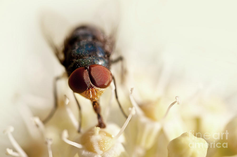 Fly on a flower Photograph by Delphimages Photo Creations