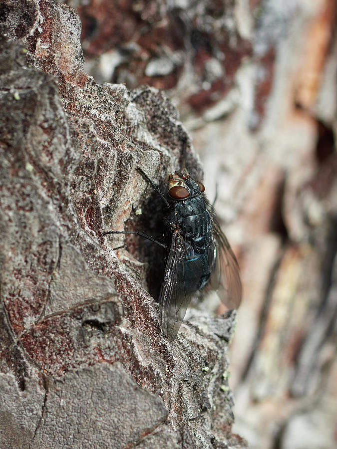 Fly on a pine Photograph by Jouko Lehto