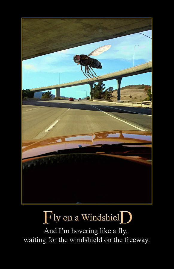 Fly on a Windshield by Genesis Digital Art by John Haldane
