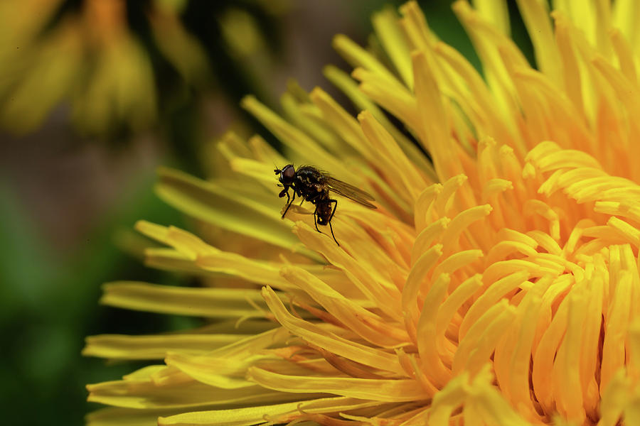 Fly on Dandelion Photograph by SAURAVphoto Online Store