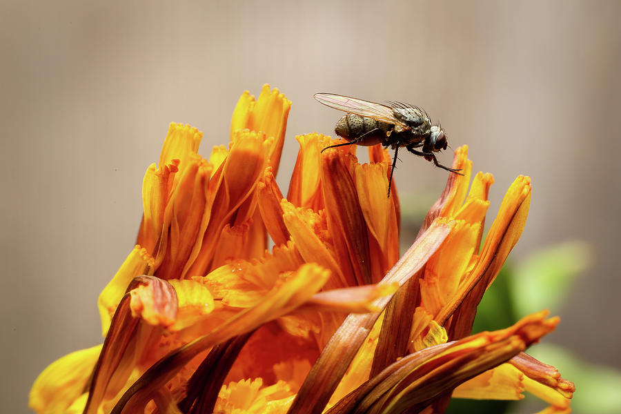 Fly on flower Photograph by SAURAVphoto Online Store