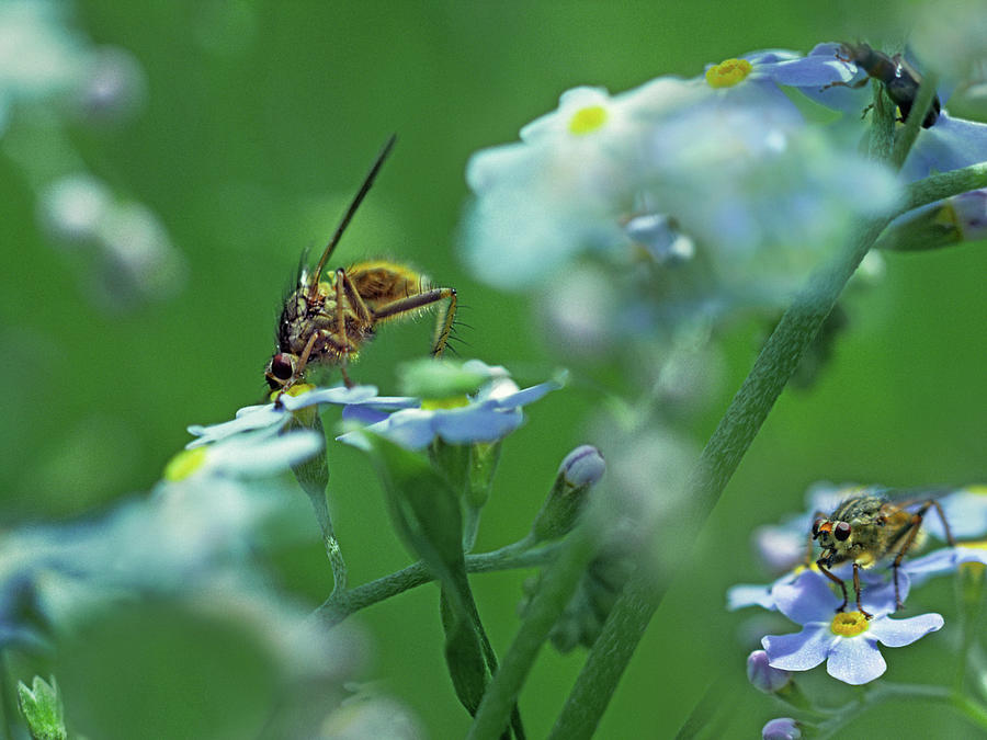Wildlife Photograph - Fly on forget me not by Tim Fitzharris