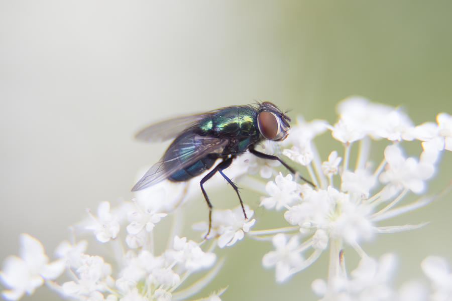 Fly on Queen Annes Lace Photograph by Photo by Mike Kline (notkalvin)