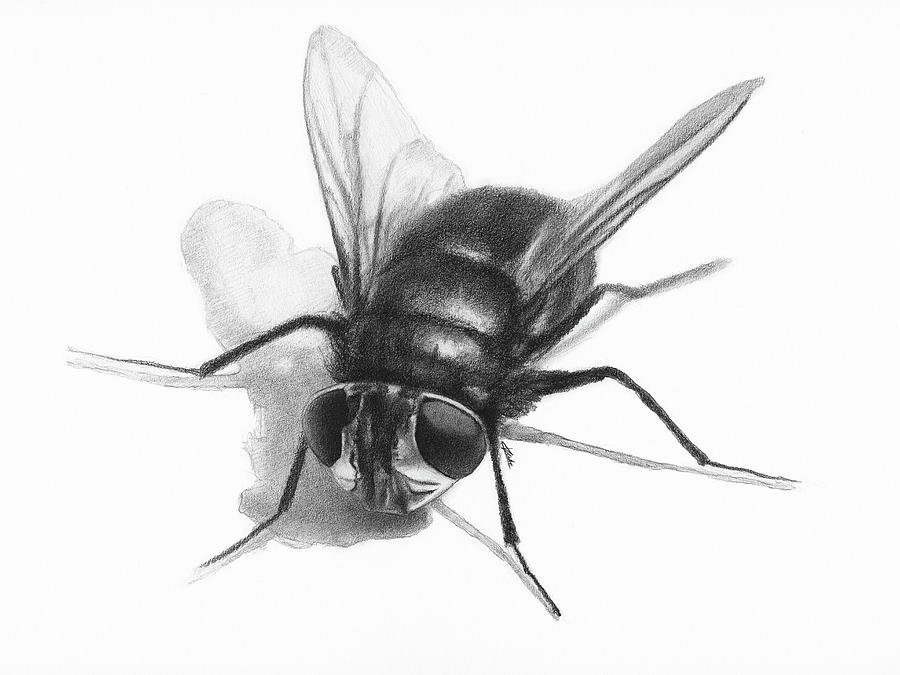 Fly on the Wall Drawing by Christian Klute