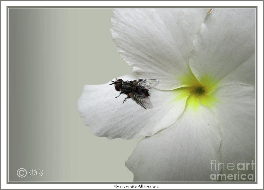 Fly on white Allamanda Photograph by Klaus Jaritz