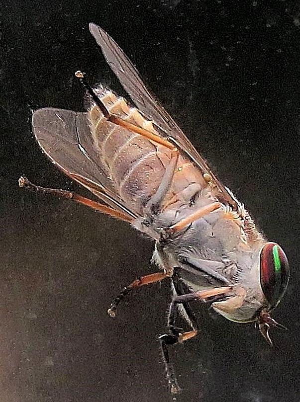 Fly on Window Photograph by Linda Stern