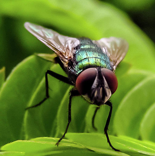 Fly staying still Photograph by Noelle Logan - Fine Art America