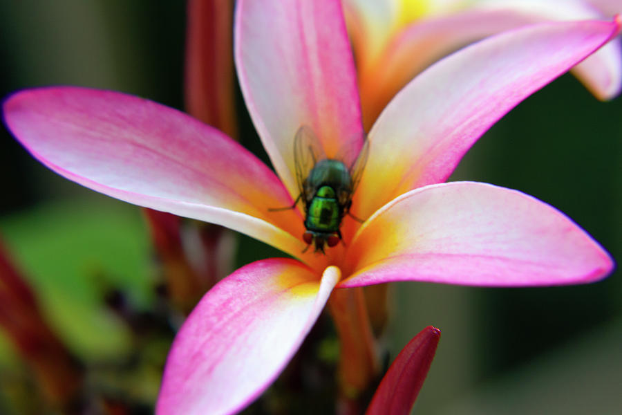 Fly Taking A Nap In Plumeria Photograph