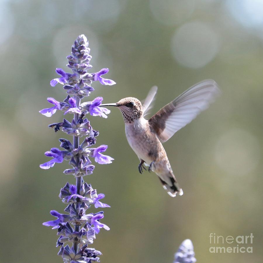 Fly with Me Hummingbird Square Photograph by Carol Groenen