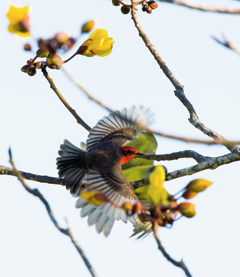 Flycatcher-Kingbird Photograph by Shane Bechler
