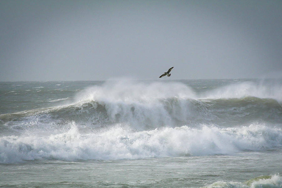 Flying Above the Surf Photograph by Gerri Bigler