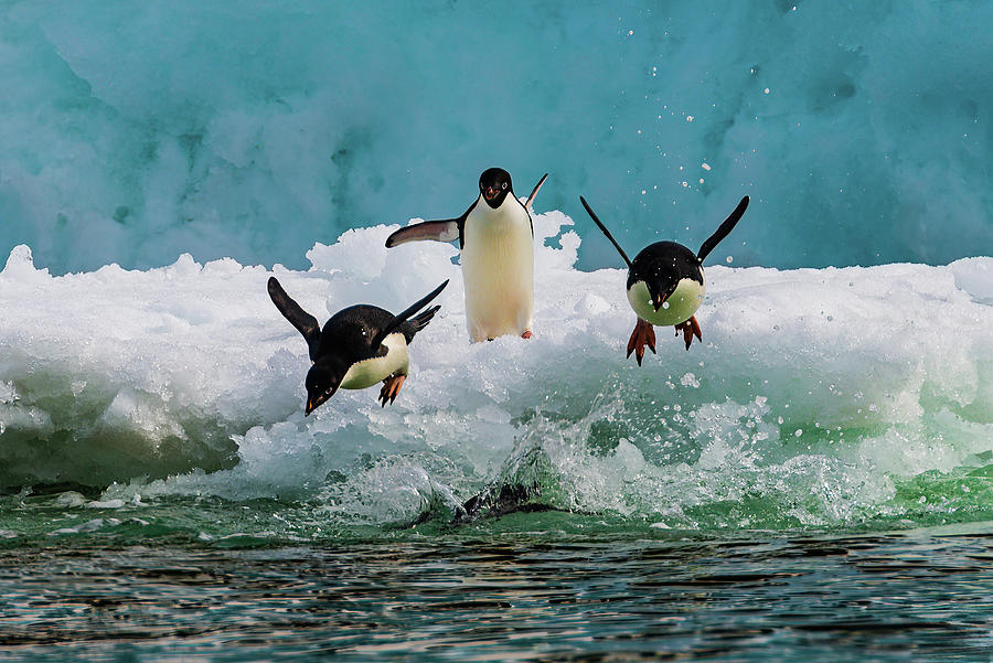 Flying Adelie Penguins #2 Photograph by Jan Fijolek