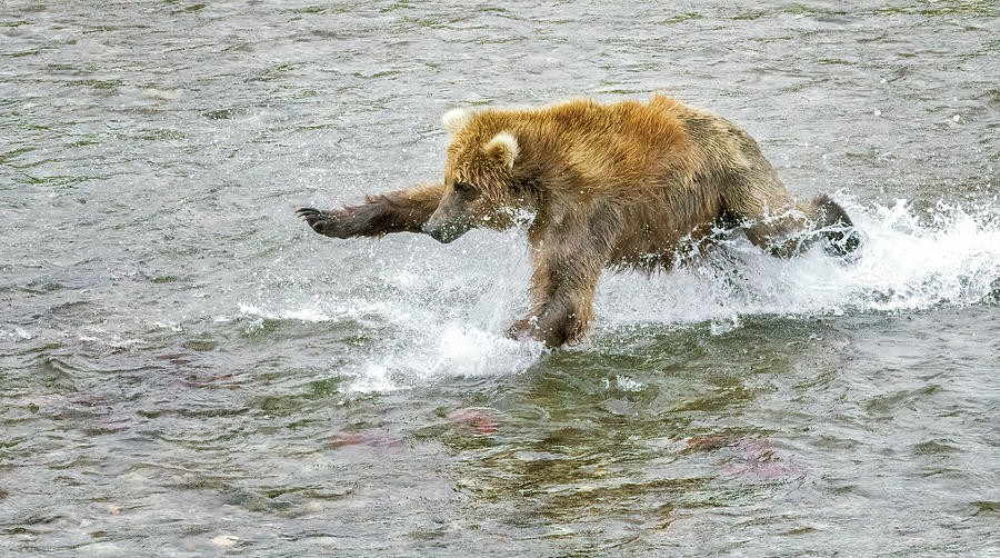 Flying After the Salmon  Photograph by Cheryl Strahl