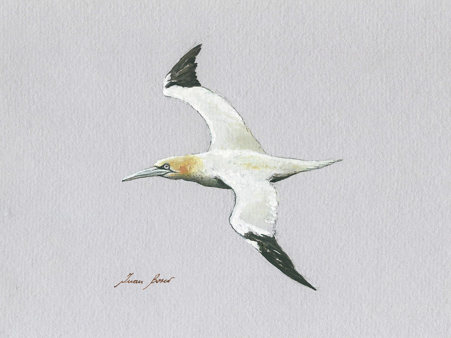 Albatross Painting - Flying Albatross by Juan Bosco