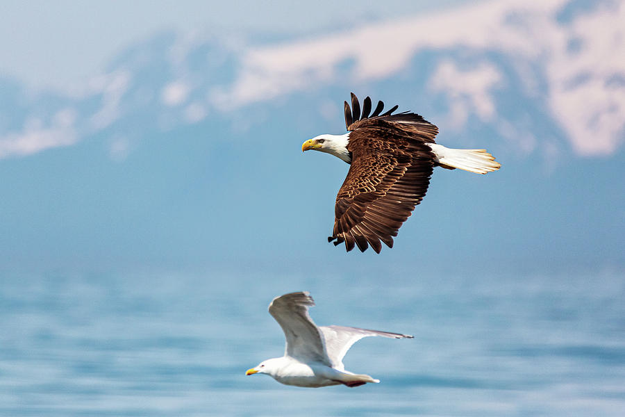 Flying American Bald Eagle and Sea Gull Photograph by Alex Mironyuk