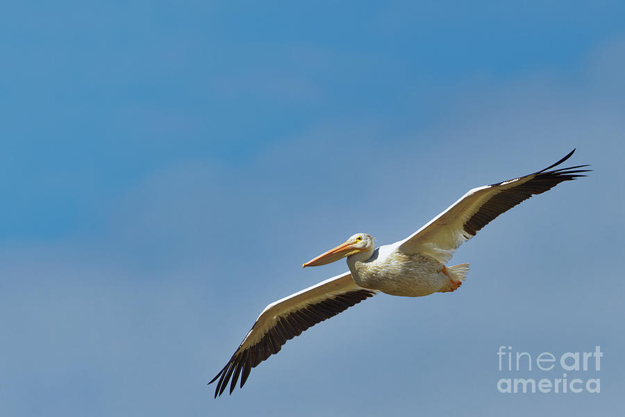 Pelican Photograph - Flying American White Pelican in Sherburne NWR by Natural Focal Point Photography