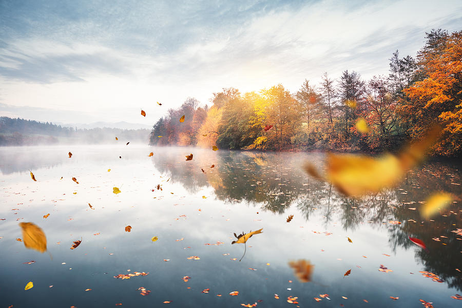 Flying Autumn Leaves Photograph by Borchee