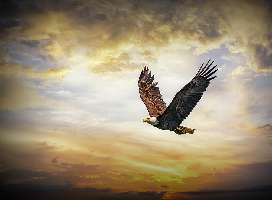 Flying Bald Eagle Against A Dramatic Sky Sunrise Photograph