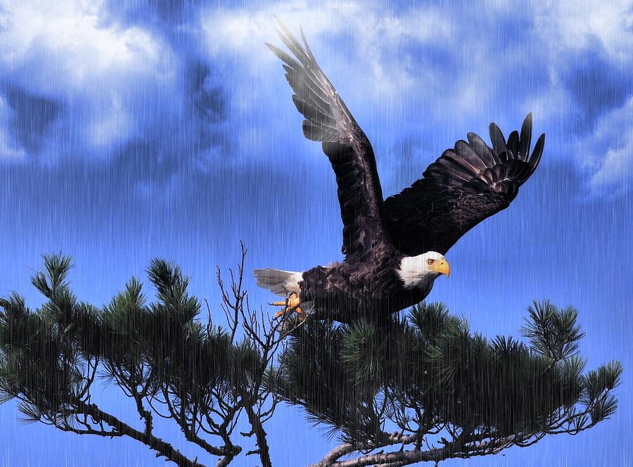 Flying Bald Eagle Digital Art by Robert Libby