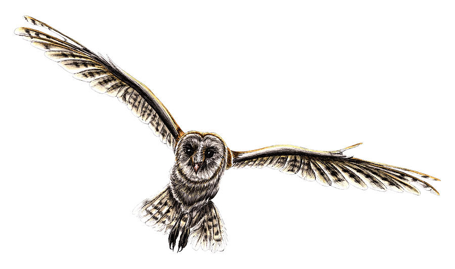Flying barn owl Drawing by Loren Dowding Pixels
