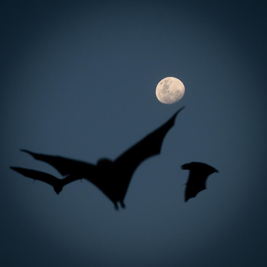 Flying Bats with Rising Moon Photograph by Maria Hatzistergos - Pixels