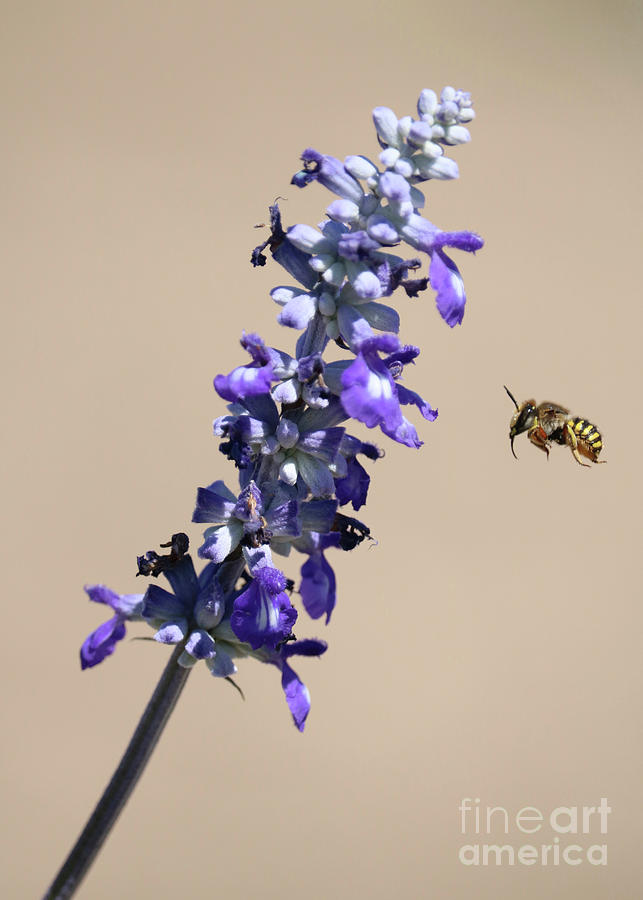 Flying Bee and Purple Flower Photograph by Carol Groenen