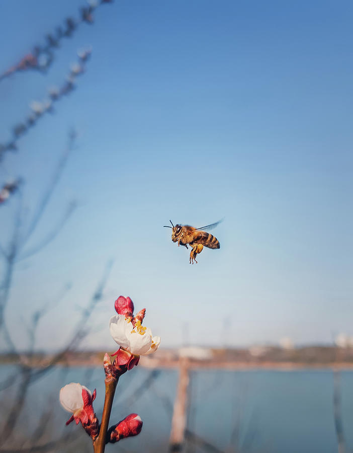 flying Bee Photograph