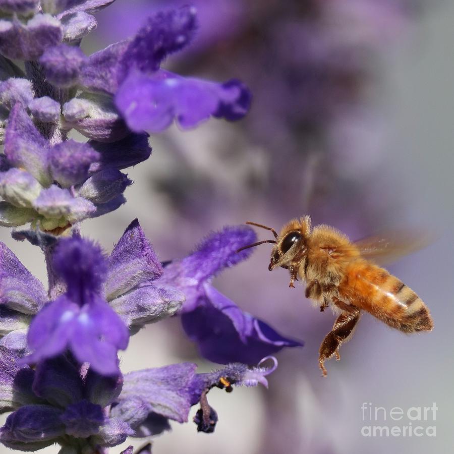 Flying Bee with Purple Flower Square Photograph by Carol Groenen