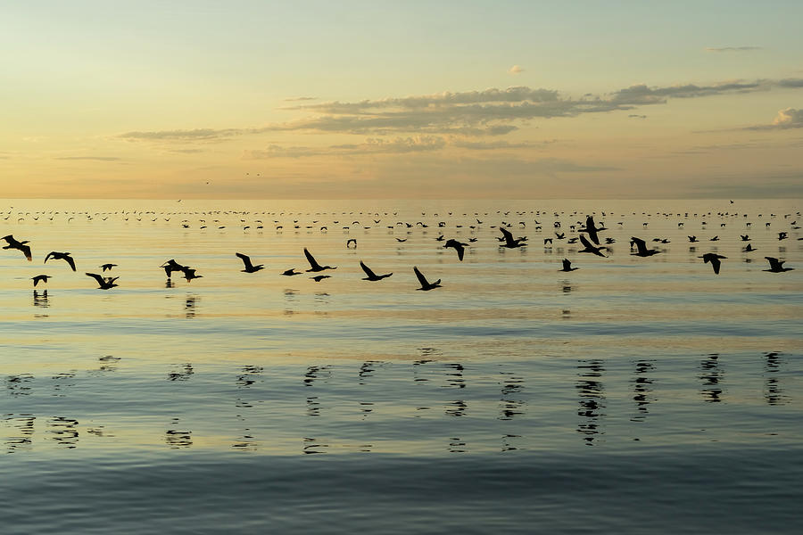 Flying Bird Ribbons - Cormorant Flocks and Ripples Photograph by Georgia Mizuleva