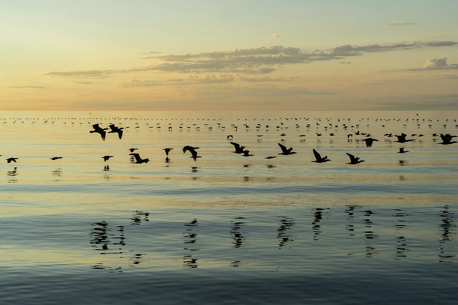 Wildlife Photograph - Flying Bird Ribbons - Cormorant Flocks and Ripplets by Georgia Mizuleva