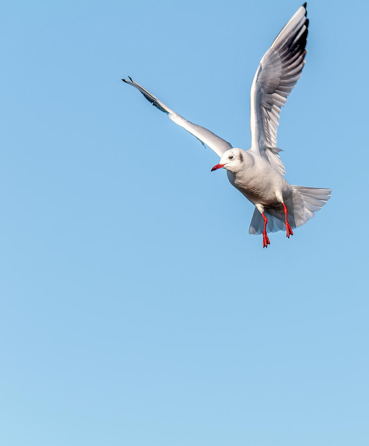 Flying Bird Photograph By Web Desert