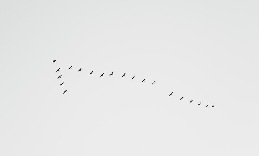 Flying Birds Photograph by Martin Vorel Minimalist Photography