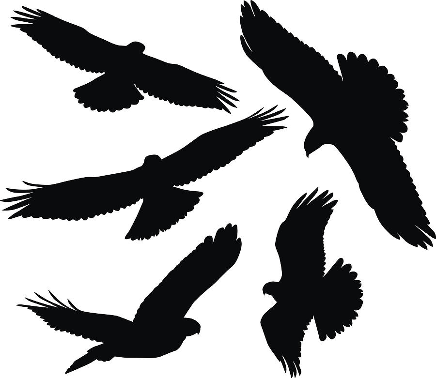 Flying Birds of Prey Silhouettes Drawing by Filo