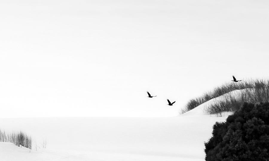 Flying Black Cockatoos Photograph by Angelika Vogel