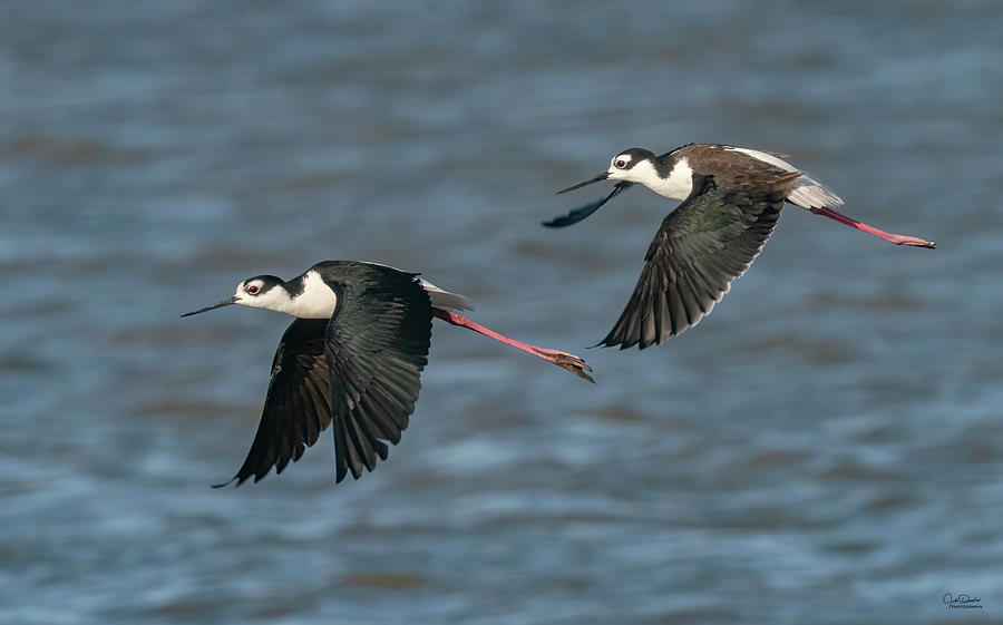 Flying Black-necked Stilts Photograph by Judi Dressler