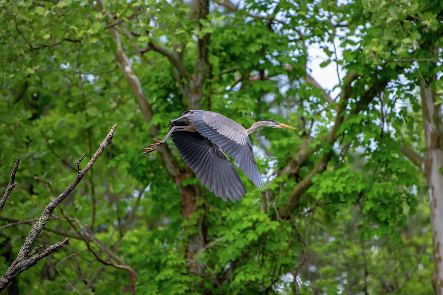 Flying Blue Heron Photograph by Robert J Wagner