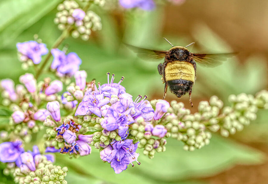 Flying Bumblebee Photograph by Judy Vincent