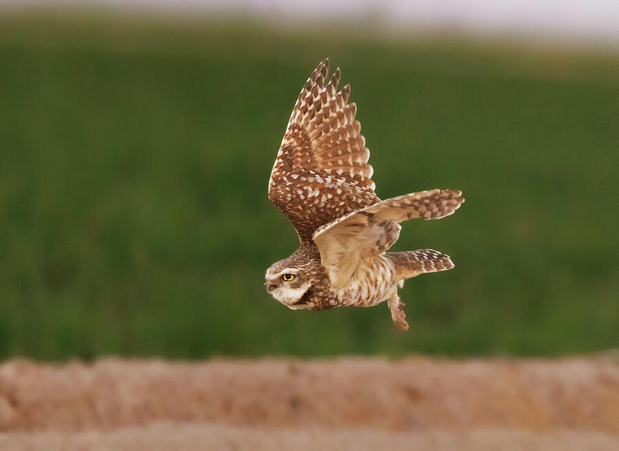 Flying burrowing owl Photograph by Jean Noren