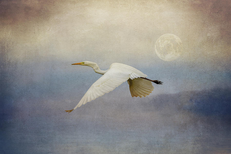 Flying By The Moon Photograph by Maria Angelica Maira