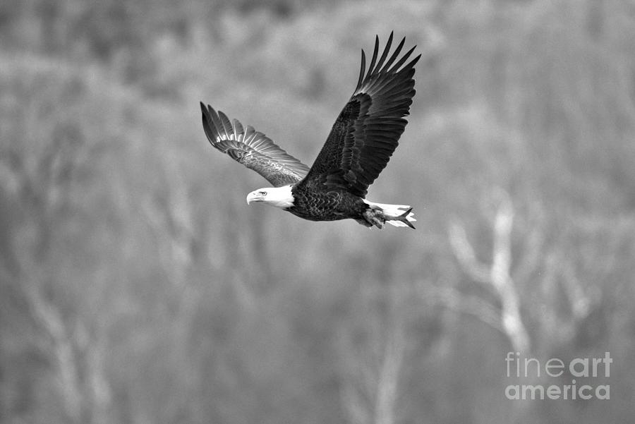 Flying By The Signs Of Spring Black And White Photograph by Adam Jewell