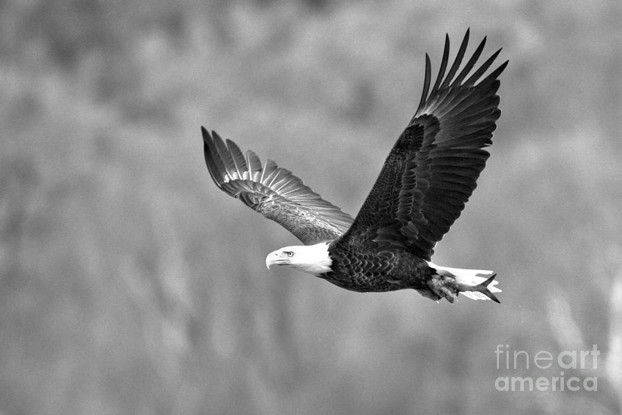 Flying By The Signs Of Spring Crop Black And White Photograph by Adam Jewell